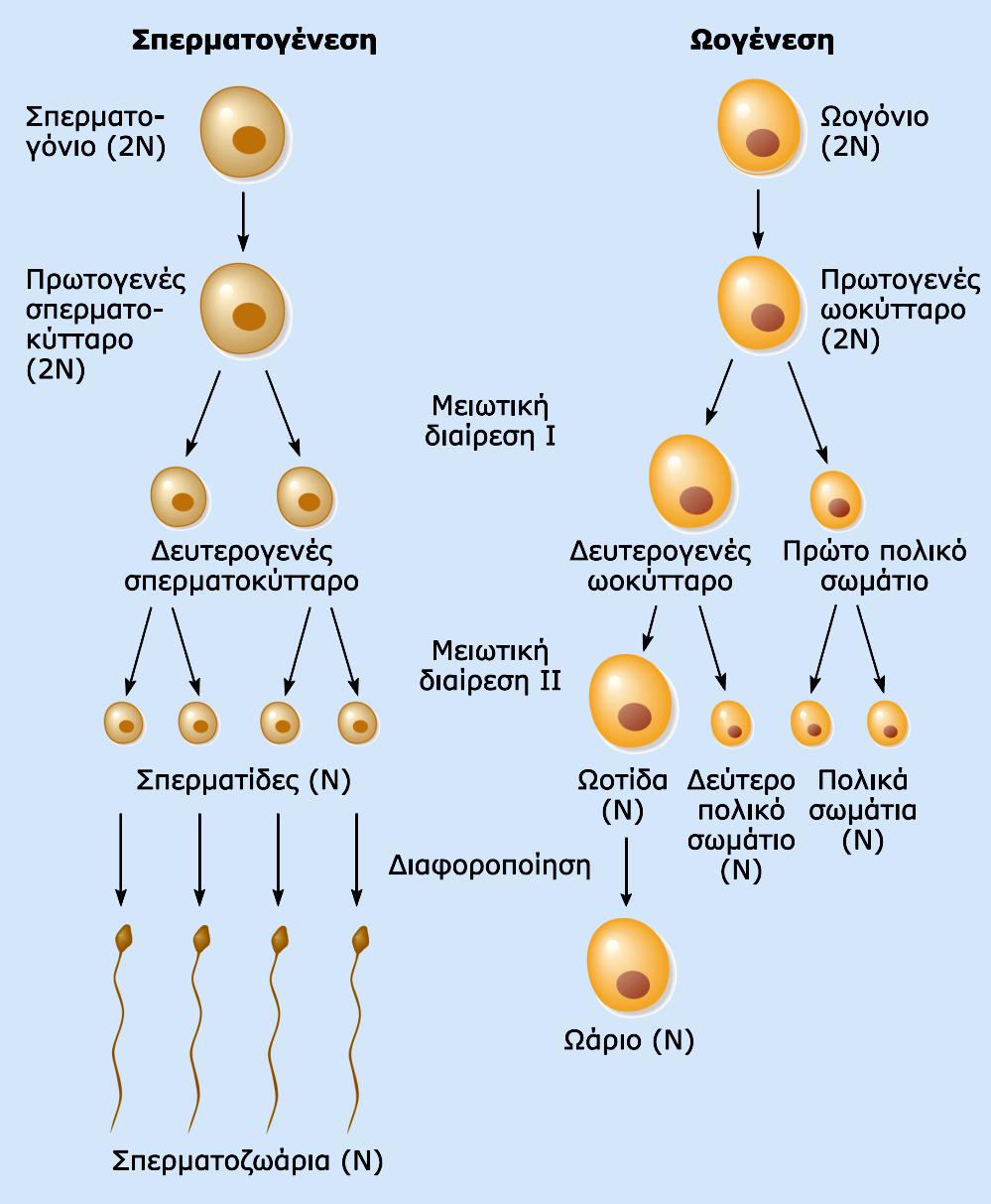 Η σπερματογένεση και η