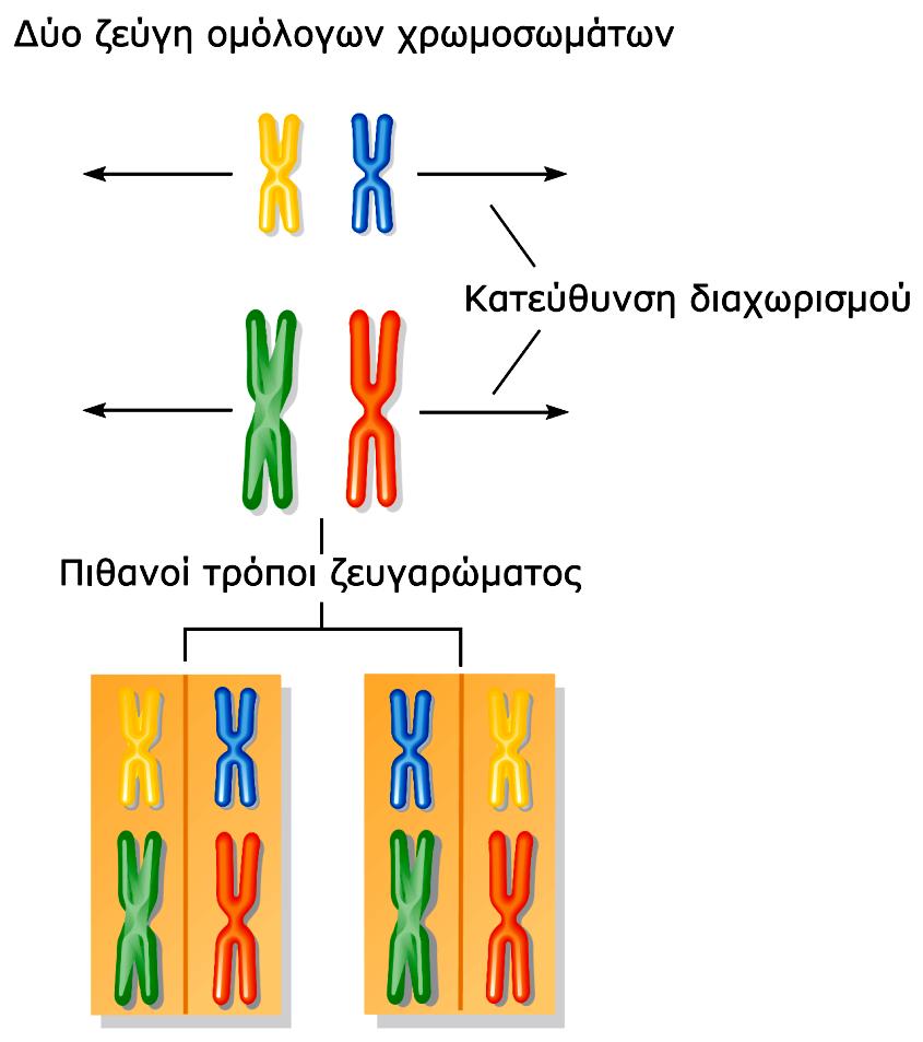 Οι δύο πιθανοί συνδυασμοί δύο ζευγών ομόλογων χρωμοσωμάτων στη μετάφαση της πρώτης μειωτικής