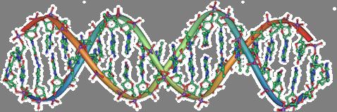 9. Αλληλεπίδραση των συμπλόκων με το DNA 9.1 Εισαγωγή Το DNA για πρώτη φορά υποβλήθηκε σε ανάλυση ακτίνων-χ στις αρχές της δεκαετίας του 50.
