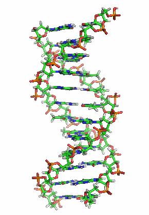 Η B-μορφή περιέχει δύο αύλακες, την κύρια Σχήμα 52: Τρισδιάστατη δομή της διπλής έλικας του DNA (Β-μορφή). (major groove) με πλάτος 22 Å και τη δευτερεύουσα (minor groove) με πλάτος 12 Å.