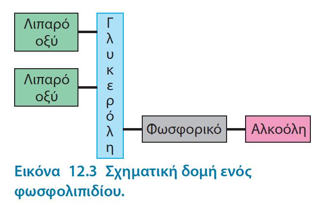 Υπάρχουν τρία κοινά είδη μεμβρανικών λιπιδίων: 1) Τα φωσφολιπίδια, 2) τα γλυκολιπίδια και 3) η χοληστερόλη Tα Λιπαρά οξέα δεν υπάρχουν ελεύθερα στις κυτταρικές μεμβράνες Αλλά αποτελούν την