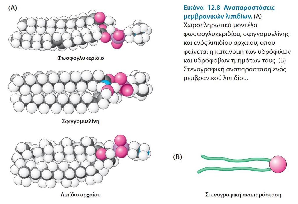 Τα μεμβρανικά λιπίδια είναι αμφιπαθή μόρια που περιέχουν μια υδρόφιλη και μια υδρόφοβη ομάδα Ποιο το κοινό