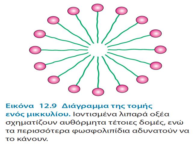 Τα φωσφολιπίδια και τα γλυκολιπίδια σχηματίζουν αυθόρμητα διμοριακά φύλλα σε υδάτινο περιβάλλον