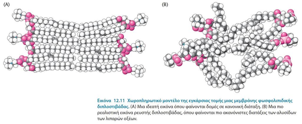 (Φωσφολιπίδια) Αντίθετα το διμοριακό φύλλο μπορεί να φτάσει σε διαστάσεις 10 6 nm Οι υδροφοβικές
