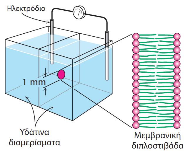 Η κατανόηση των κυτταρικών μεμβρανών και των ιδιοτήτων τους αποτελεί το πρώτο