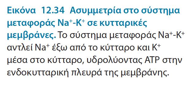 φτιάχνονται πάντα από προϋπάρχουσες μεμβράνες Η στροφανθίνη ειδικός αναστολέας της αντλίας