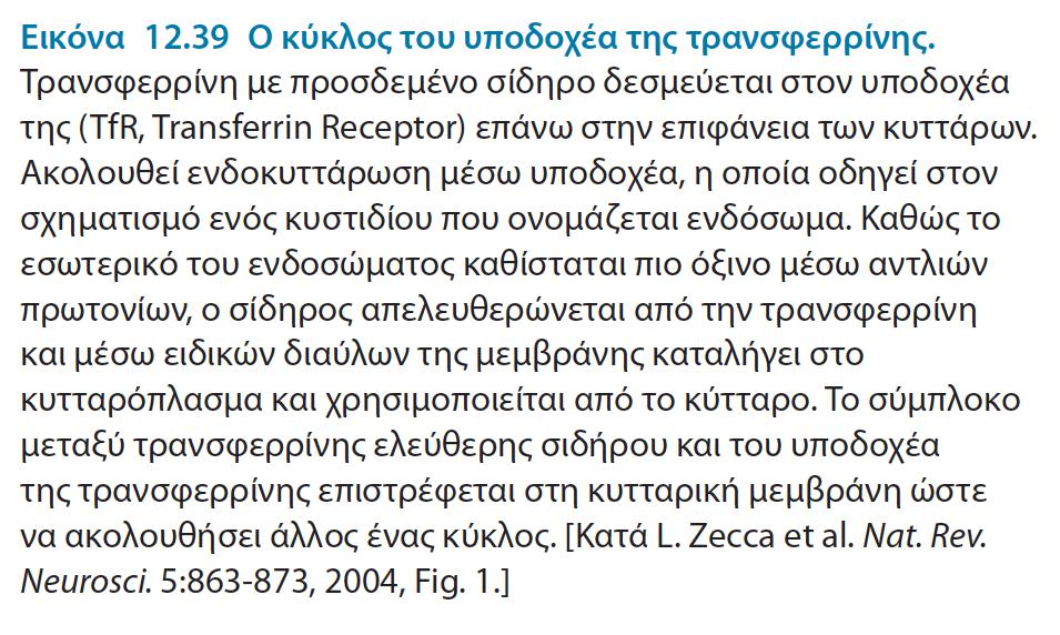 τρανσφερρίνης Τα ελεύθερα ιόντα σιδηρού είναι