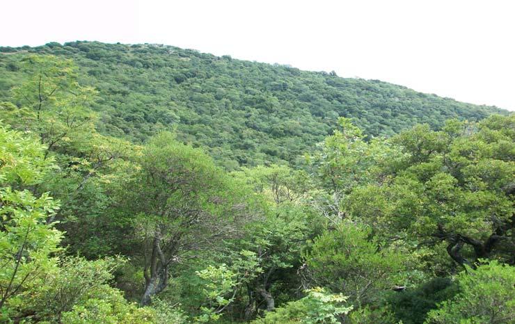 Στα ρέματα συναντάμε λεύκες (Populus thevestina) και πλατάνια (Platanus orientalis).