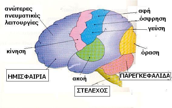Ο εγκέφαλός μας περιλαμβάνει Τα δύο «ημισφαίρια» - ελέγχουν τη σκέψη, τη γλώσσα, τη μνήμη, τα συναισθήματα, τη συμπεριφορά μας, τις αισθήσεις μας, τις εκούσιες κινήσεις μας Το «στέλεχος» -