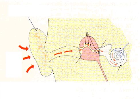Αυτί & Ακοή Ηχητικά κύματα φτάνουν στο τύμπανο το οποίο πάλλεται εξαιτίας τους Οι «δονήσεις» μεταδίδονται στα 3 μικρά οστά του αυτιού και τελικά στο υγρό του κοχλία Εξωτερικό αυτί 3 μικρά οστά Εκεί