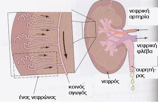 Η δομή των νεφρών μας Κάθε νεφρός αποτελείται σχεδόν από 2.