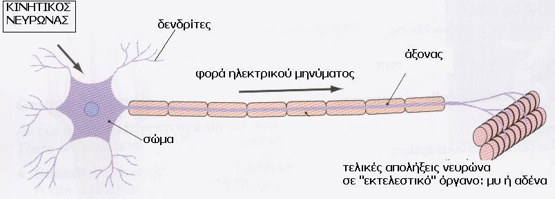 Τα νευρικά κύτταρα ή αλλιώς «νευρώνες» Διαφέρουν από άλλα