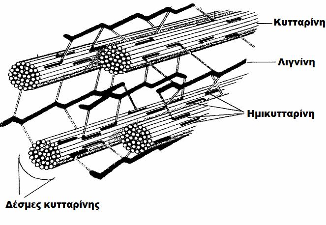 [13]. Η κυτταρίνη, η ημικυτταρίνη και η λιγνίνη συγκροτούν τα κυτταρικά τοιχώματα των φυτικών ιστών (Σχήμα A3). Σχήμα Α3. Δομή κυτταρικού τοιχώματος.