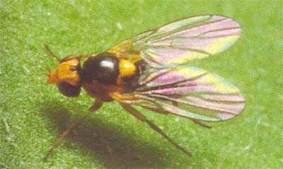 Εικόνα 11: Liriomyza trifolii Το θηλυκό είτε για τις ανάγκες της διατροφής του είτε για την εναπόθεση των αυγών του δημιουργεί οπές στην πάνω επιφάνεια των φύλλων με τον αγκαθωτό του ωοθέτη.