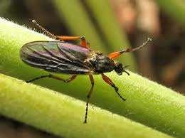 Εικόνα 17: Cecidomyiidae Το ακμαίο έχει μήκος περίπου 3 mm, χρώμα από κόκκινο έως καστανό, έχει μαύρα πόδια και οι κεραίες έχουν σπονδυλόμορφα άρθρα.