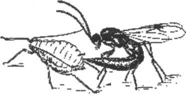 Εικόνα 24: Θηλυκό του Lysiphlebus testaceipes Cress, εισάγει το ωό του σε αφίδα Μετά την εναπόθεση του ωού στο σώμα της αφίδας αναπτύσσεται η προνύμφη του παρασιτοειδούς, η οποία διέρχεται συνήθως