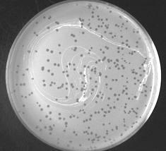 Δημιουργία «Πλάκας» σε Βακτηριακή Καλλιέργεια Όταν ένα αιώρημα ιών «ψεκαστεί» στην επιφάνεια στρώσης