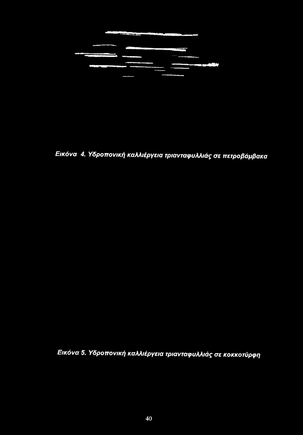 καλλιέργεια