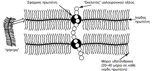 2: Σύνθεση πρωτεογλυκανών διαφόρων τύπων συνδετικού ιστού Μία τυπική δομή πρωτεογλυκάνης που συναντάται κυρίως στους χόνδρους φαίνεται στο Σχήμα 7.