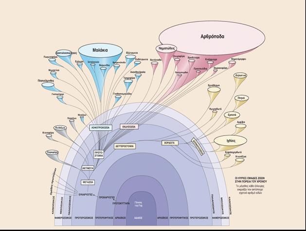 Οι κύριεσ διαιρϋςεισ των Ζώων