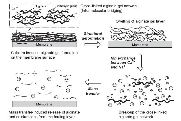 Απεικόνιση του δικτύου του αλγινικού πηκτώματος (Σχηματισμός ενδομοριακών δεσμών) Δομική αναμόρφωση Διόγκωση του αλγινικού πηκτώματος Δημιουργία αλγινικού πηκτώματος λόγω της παρουσίας ιόντων