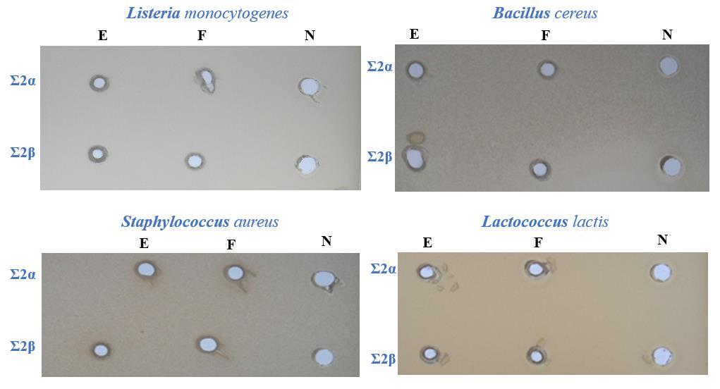 Από τις εικόνες συμπεραίνεται/παρατηρείται ότι: Σε όλους τους μικροοργανισμούς η νισίνη διαλυμένη σε νερό (τυφλό δείγμα) εμφάνισε διαυγή και σχετικά μικρή ζώνη παρεμπόδισης, με μεγαλύτερη έναντι του