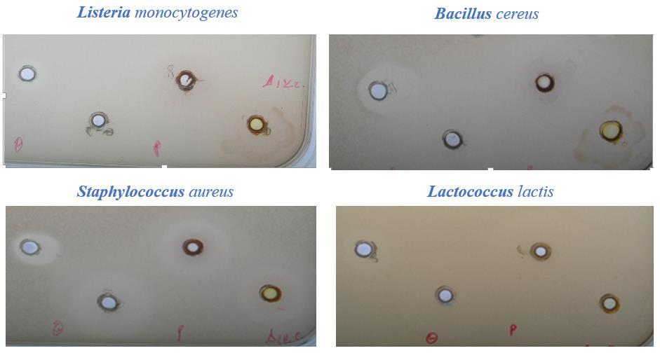 Εικόνα 4.1.4: Σχηματική απεικόνιση της θέσης των αιθέριων ελαίων στα τρυβλία. Εικόνα 4.1.5: Απεικόνιση διάχυσης των αιθέριων ελαίων σε άγαρ, στα βακτήρια Listeria monocytogenes, Bacillus cereus, Staphylococcus aureus και Lactococcus lactis.
