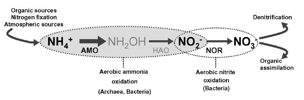 οξείδωση της υδροξυλαμίνης προς νιτρώδη (Schleper and Nicol, 2010). Επιπλέον φαίνεται ότι δεν είναι αποκλειστικά αυτότροφα αλλά παρουσιάζουν χαρακτηριστικά μικτότροφων μικροοργανισμών (Tourna et al.