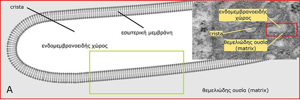 Η αναπνευστική