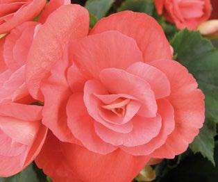 Α Ν Θ Ο Φ Ο ΡΑ Ε Σ Ω Τ. Χ Ω Ρ Ο Υ Βοτανική οσία Begonia spp. Υβρίδιο ανθοκηπίου Δυσκολία καιέργειας Μέτρια-χαμηλή 10 ΜΠΙΓΚΟΝΙΑ Μεγαλώνουν αργά και ανθίζουν συνεχώς.