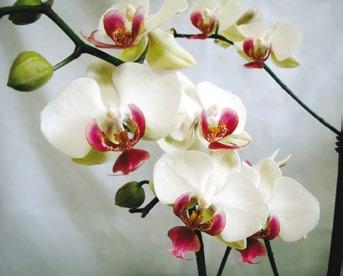 Α Ν Θ Ο Φ Ο ΡΑ Ε Σ Ω Τ. Χ Ω Ρ Ο Υ Βοτανική οσία Phalaenopsis spp.
