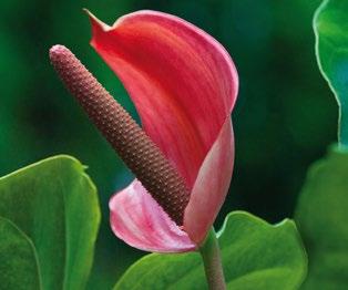 Α Ν Θ Ο Φ Ο ΡΑ Ε Σ Ω Τ. Χ Ω Ρ ΟΥ Βοτανική οσία Anthurium spp.