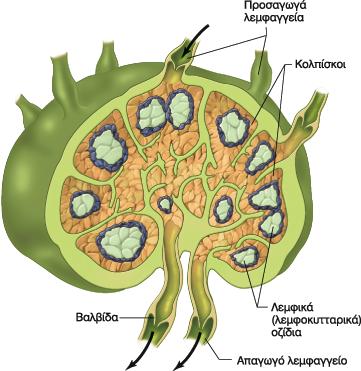 Λεμφαδένες Οι λεμφαδένες αποτελούν λεμφοειδή όργανα που είναι μέρος και του λεμφικού συστήματος (λεμφαγγείαλεμφαδένες).