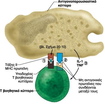 Ενεργοποίηση Τ βοηθητικών λεμφοκυττάρων 1. Παρουσίαση του αντιγόνου. 2.