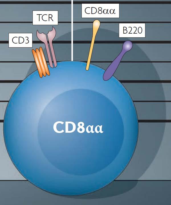 Τα TCRαα CD8+ ΤΛεµφοκύτταρα Nature Reviews