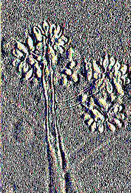chrysogenum κ.α) για την βιολογική καταπολέμηση του παθογόνου. 4.2.4 Τέφρα σήψη (Botrytis cinerea) Ο μύκητας Botrytis cinerea (εικόνα 4.