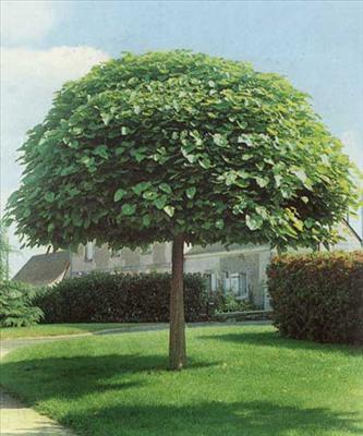 HIBISCUS SYRIACUS - ΙΒΙΣΚΟΣ Ύψος 3-4μ, πλάτος 1,5μ Φυλλοβόλο δέντρο πολύ ανθεκτικό.