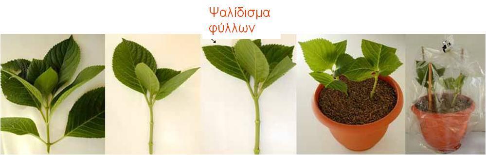 κόβονται από τα μητρικά φυτά τον