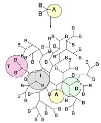 3. Μοντέλα & αλγόριθμοι 19 (linear, L) και όταν δεν υπάρχει πολυμερισμός (δεν αντιδρά καμία ομάδα Β), τότε θεωρείται οριακή (terminal, T). Στο Σχήμα 3.