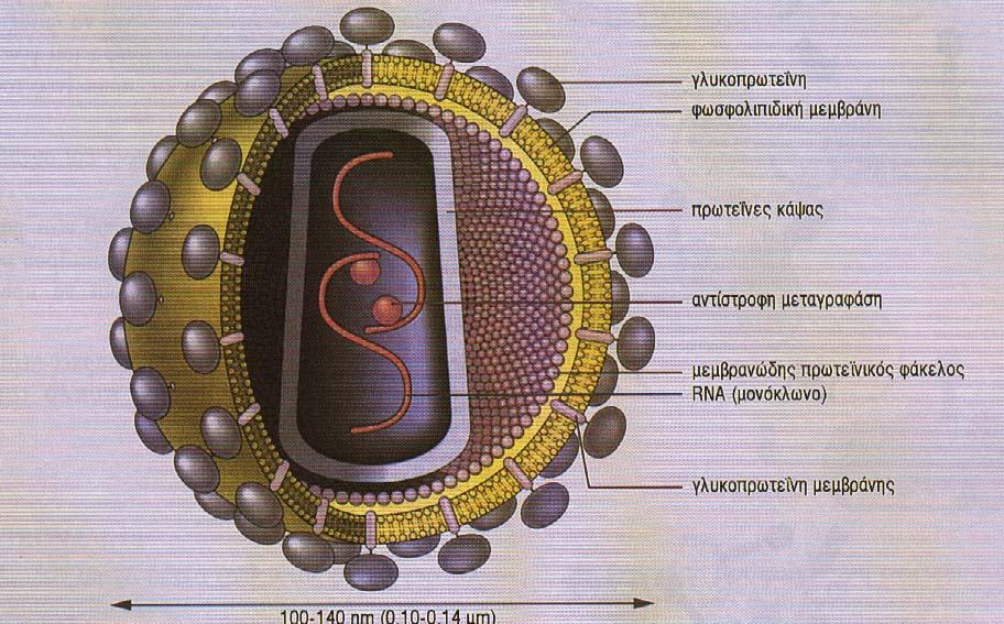 Από τον HIV-II µε πολλές µεταλλαγές προέκυψε ο HIV-I, ο οποίος φαίνεται να σχετίζεται φυλογενετικά µε τον SIV CHZ (των χιµπατζήδων).