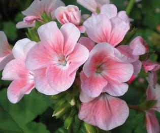 Α Ν Θ Ο Φ Ο ΡΑ Ε Σ Ω Τ. Χ Ω Ρ ΟΥ Βοτανική οσία Pelargonium spp. Kίνα Δυσκολία καιέργειας 01 Γ Ε ΡΑ Ν Ι Ποώδες πολυετές φυτό γνωστό σε 2 κριες ποικιλίες: ζωνωτό και αναρριχώμενο.