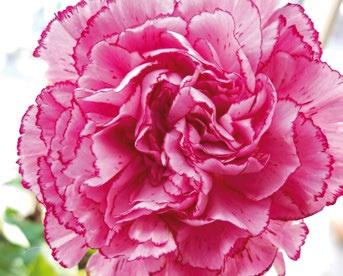 Α Ν Θ Ο Φ Ο ΡΑ Ε Ξ Ω Τ. Χ Ω Ρ ΟΥ Βοτανική οσία Dianthus caryophyllus Ασία Δυσκολία καιέργειας 10 ΓΑ Ρ ΥΦΑ Λ Λ Ι Α Έχει χαρακτηριστικά πολχρω λουλοδια, ροζ, κόκκινα, άσπρα ή κίτρινα.