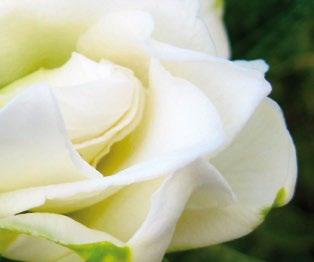 Α Ν Θ Ο Φ Ο ΡΑ Ε Σ Ω Τ. Χ Ω Ρ Ο Υ 05 Βοτανική οσία Gardenia spp. Kίνα Δυσκολία καιέργειας Αυξημένη Αειθαλής θάμνος, ο οποίος χαρακτηρίζεται από λογχοειδή, μυρά και δερτώδη φα, με χρώ σκορο πράσινο.
