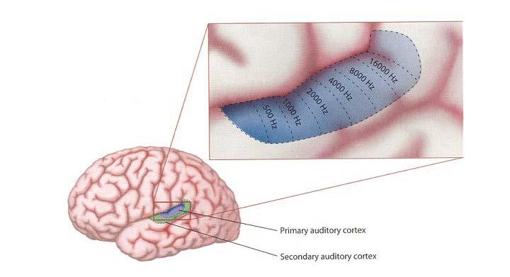 2 φαίνεται με λεπτομέρεια ο ακουστικός φλοιός του εγκεφάλου, και πιο συγκεκριμένα οι ζώνες αντίληψης της συχνότητας των ήχων. Σχήμα 2.1.