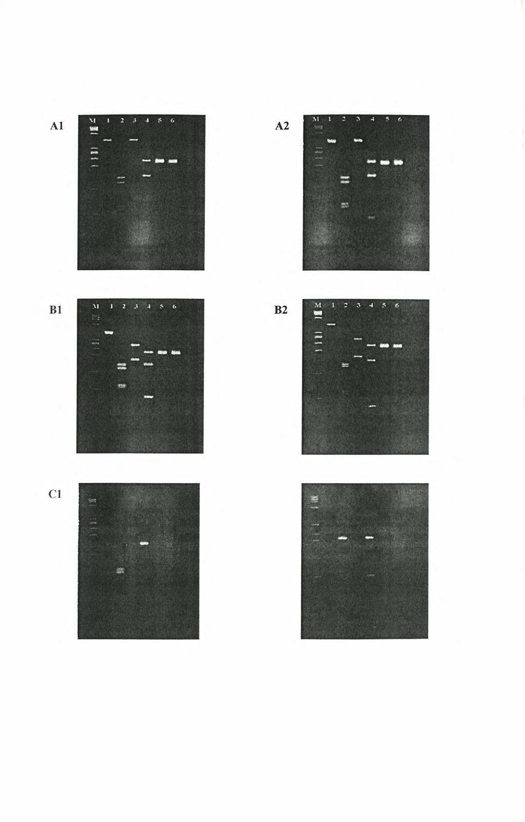 FIGURE 1 Ml 2 3
