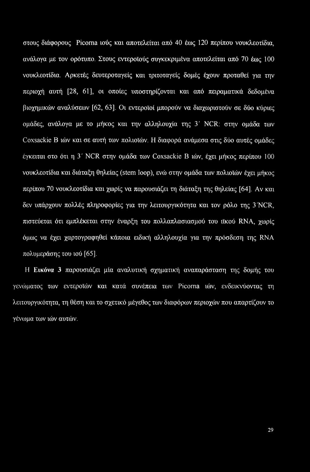 στους διάφορους Picoma ιούς και αποτελείται από 40 έως 120 περίπου νουκλεοτίδια, ανάλογα με τον ορότυπο. Στους εντεροϊούς συγκεκριμένα αποτελείται από 70 έως 100 νουκλεοτίδια.
