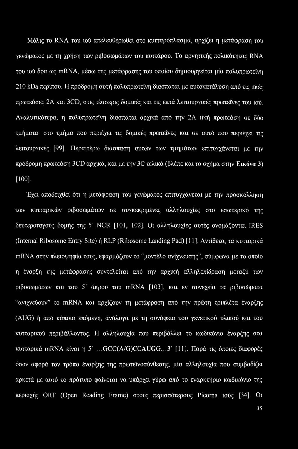 Η πρόδρομη αυτή πολυπρωτεΐνη διασπάται με αυτοκατάλυση από τις ιϊκές πρωτεάσες 2Α και 3CD, στις τέσσερις δομικές και τις επτά λειτουργικές πρωτεΐνες του ιού.