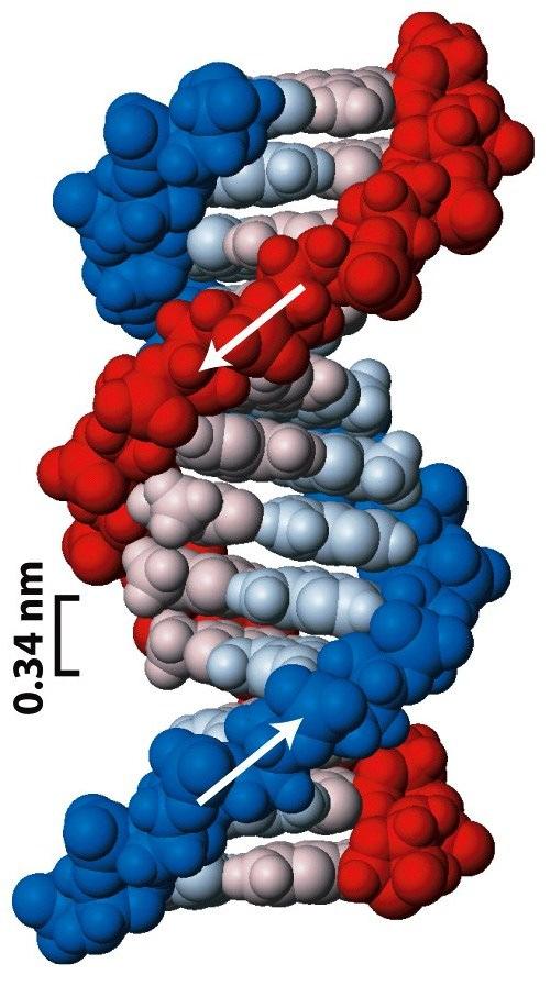 vii Σχήμα 3: Το B-DNA.