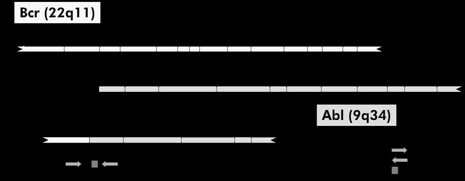 Εικόνα 1. Σχηματικό διάγραμμα του μεταγραφήματος BCR-ABL mbcr FG που καλύπτεται από τους εκκινητές και σύνολο ανιχνευτών qpcr: ENF402 ENP541 ENR561.