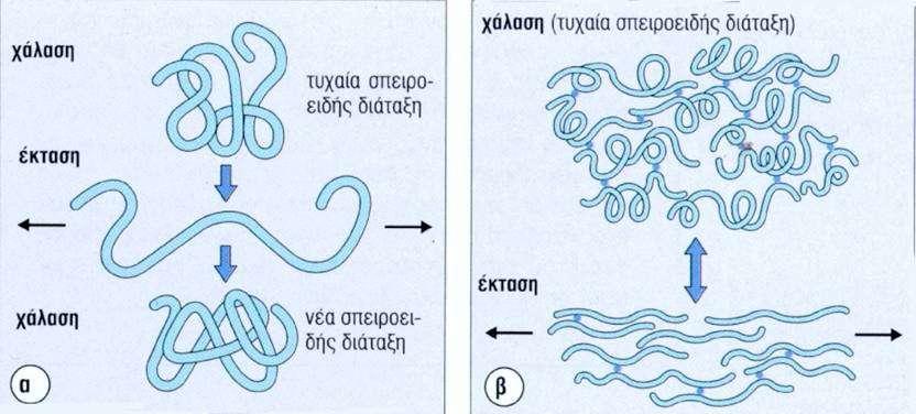 Ελαστικές ίνες Ελαστίνη: κύριο συστατικό των ελαστικών ινών Τα μόρια της ελαστίνης συνδέονται